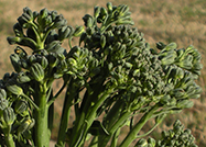 Broccolini 